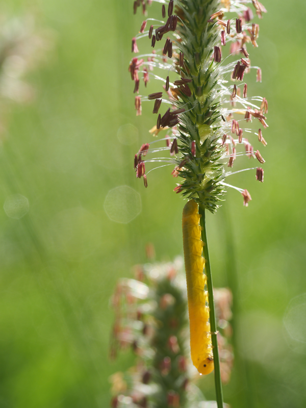 Mühlentalweg hoch (3)