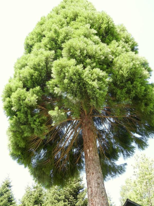 Mühlentalweg hoch (4)