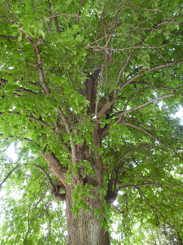 Mühlentalweg hoch (7)