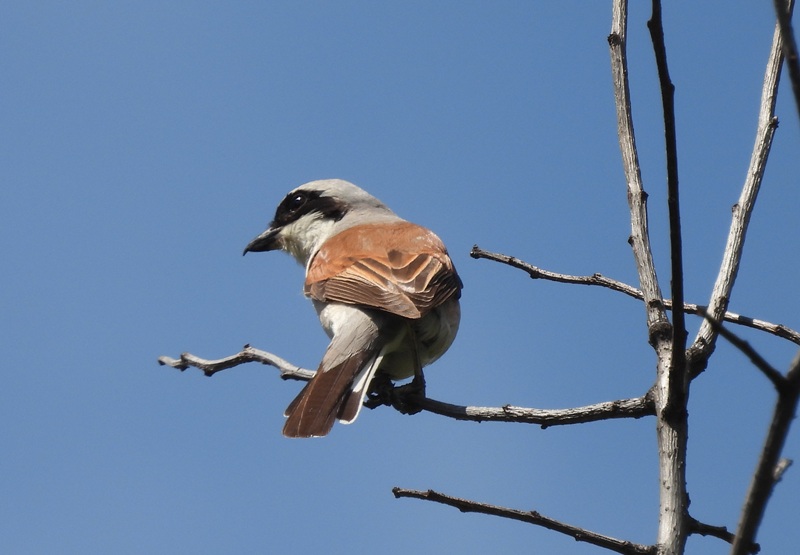 St.Kathrein quer (13)