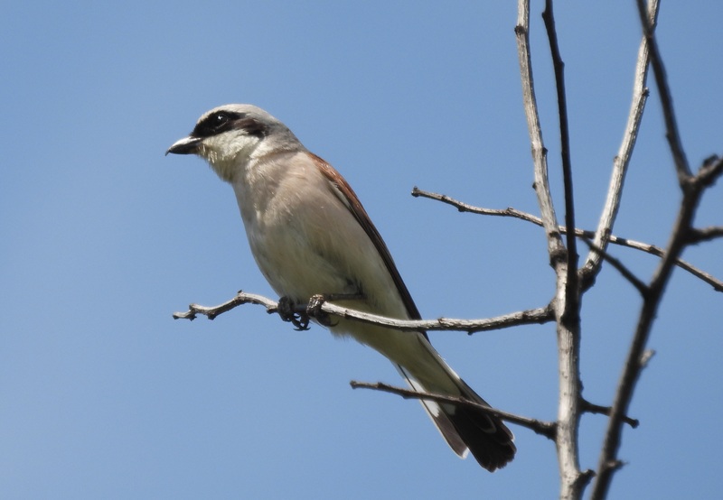 St.Kathrein quer (14)