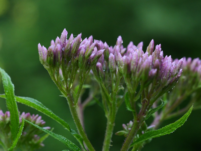 St.Kathrein quer (19)