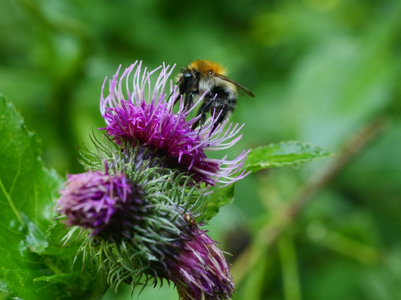 St.Kathrein quer (20)