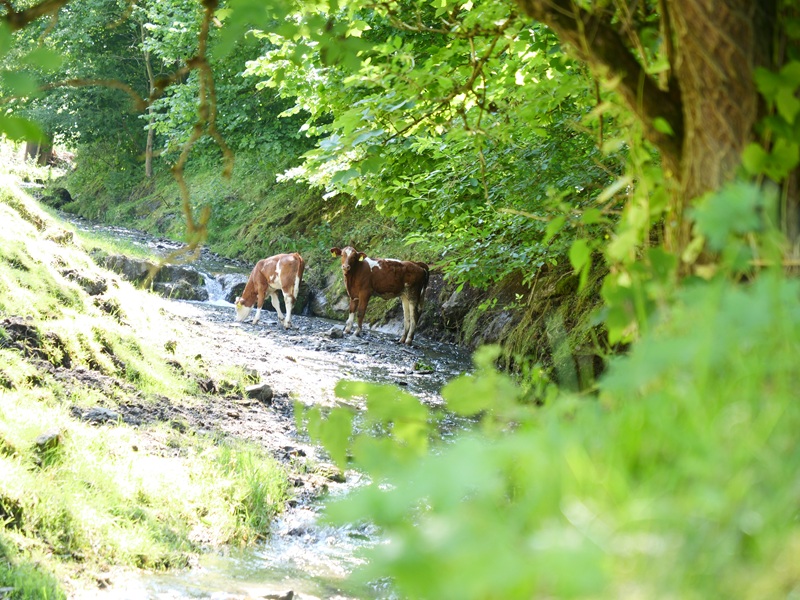 St.Kathrein quer (23)