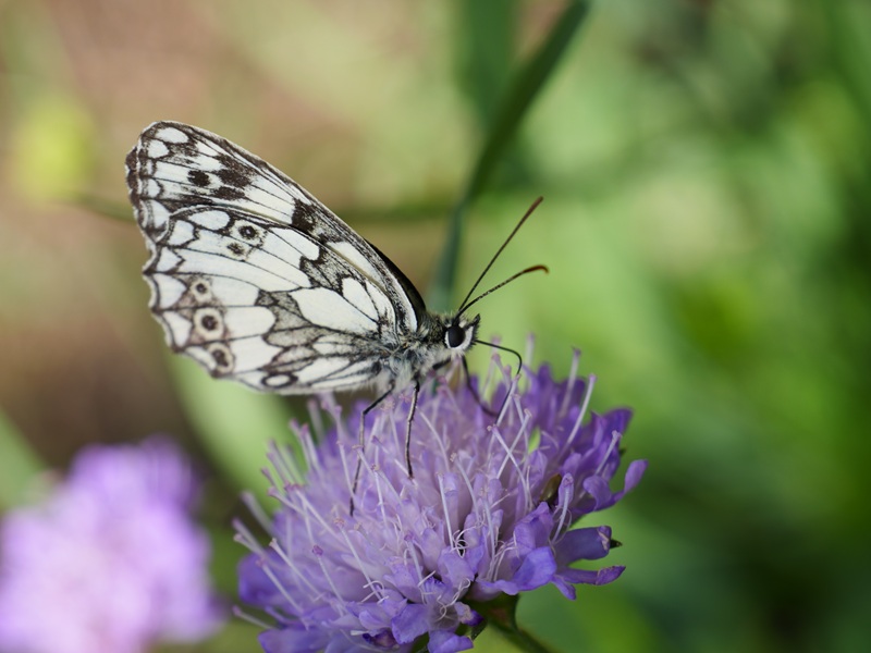 St.Kathrein quer (27)