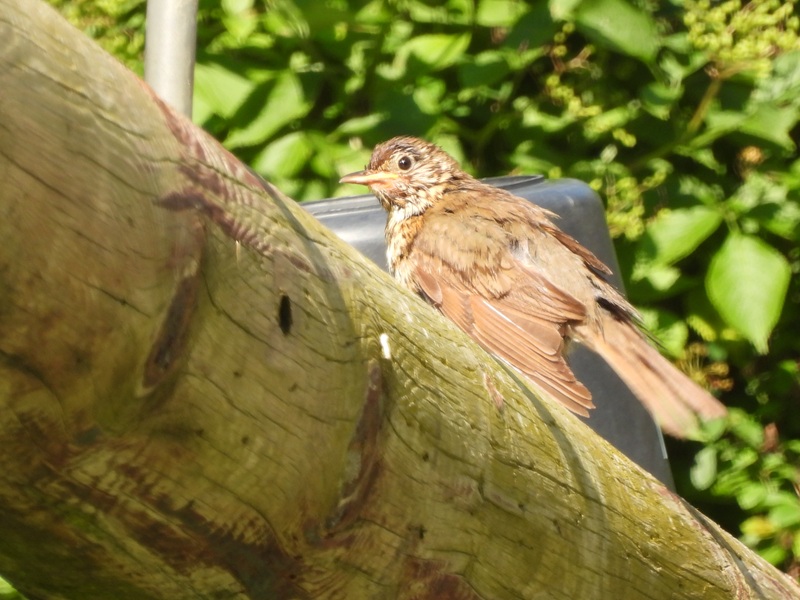 St.Kathrein quer (8)