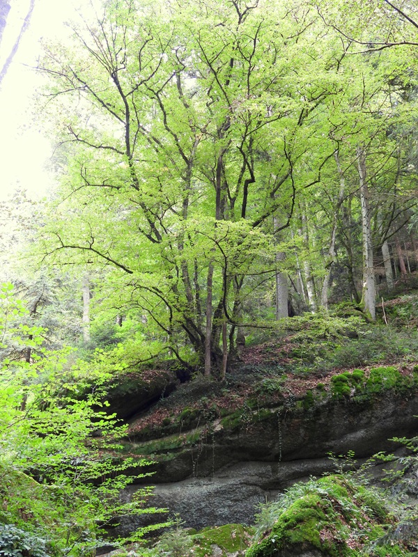 Bad Kreuzen hoch (9)