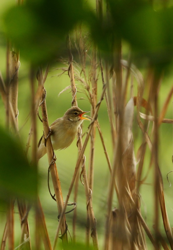 Bleistätter Moor hoch (1)
