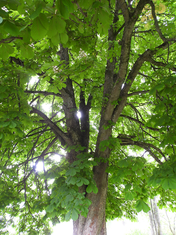 Bleistätter Moor hoch (2)