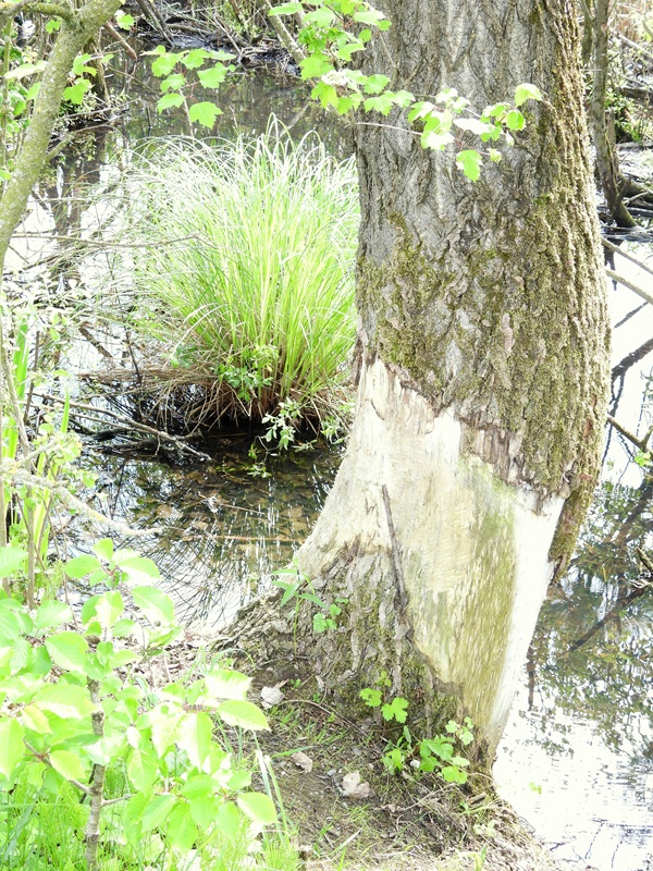 Bleistätter Moor hoch (3)