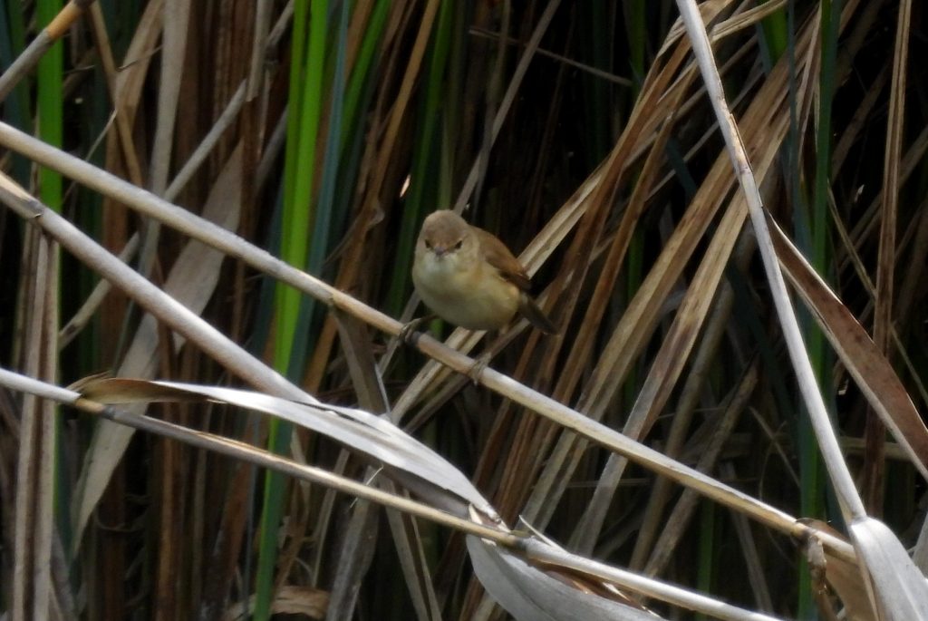 Bleistätter Moor quer (11)