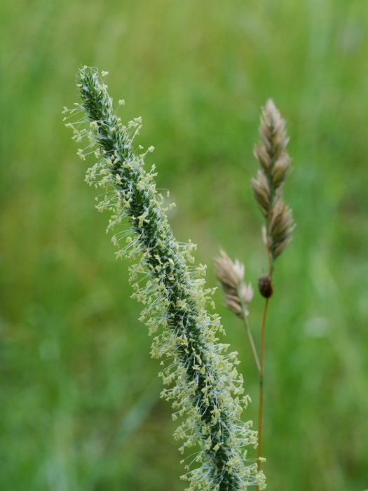 P1133451