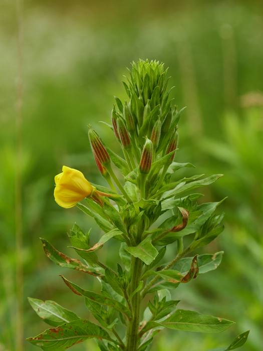 P1133571