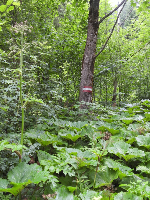 RaabUrsprung hoch (2)