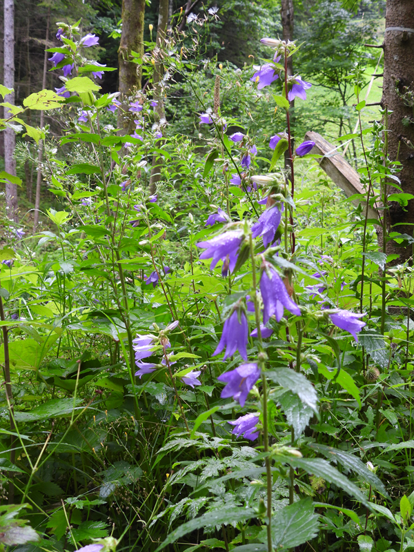 RaabUrsprung hoch (2)