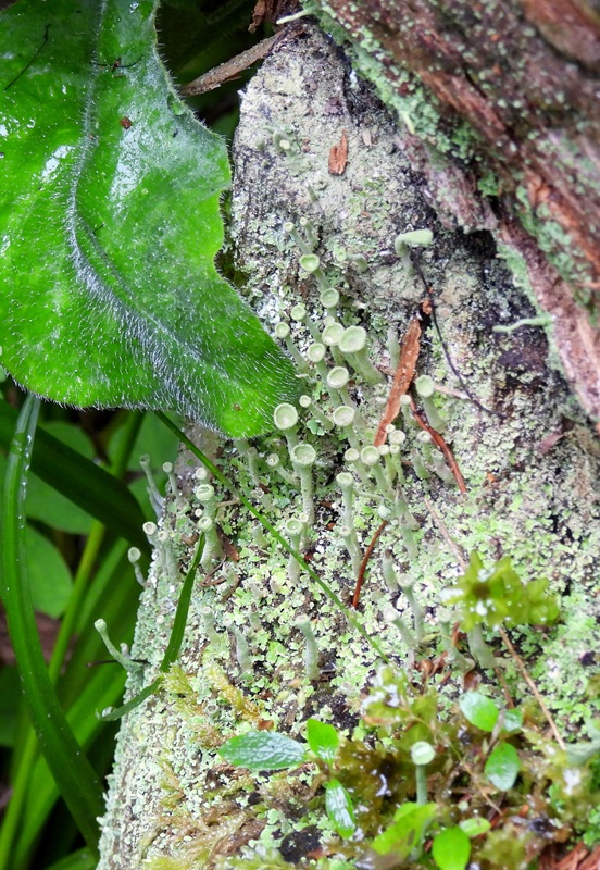 RaabUrsprung hoch (4)