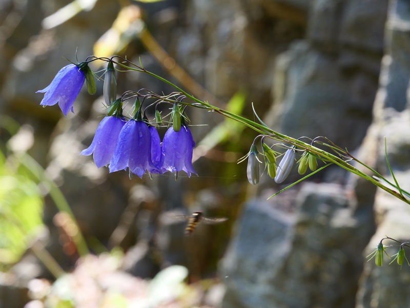 Raabursprung quer (10)