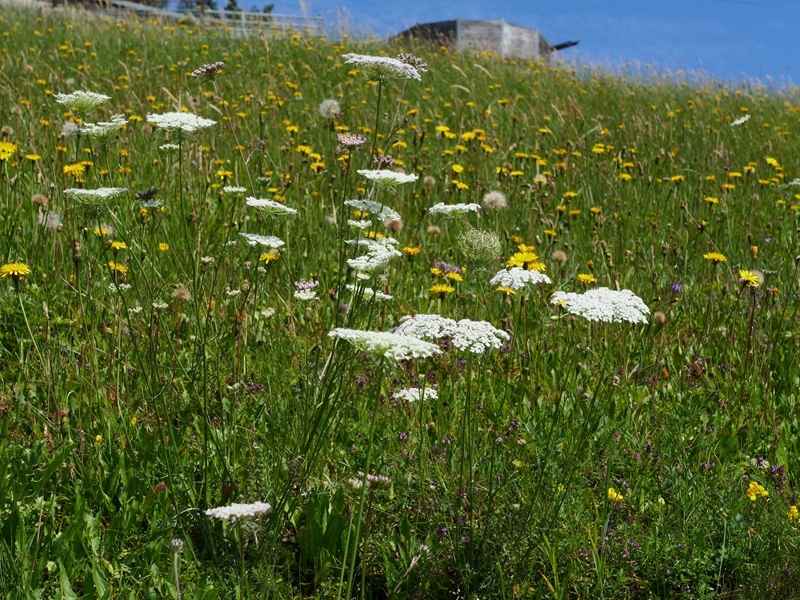 Raabursprung quer (12)