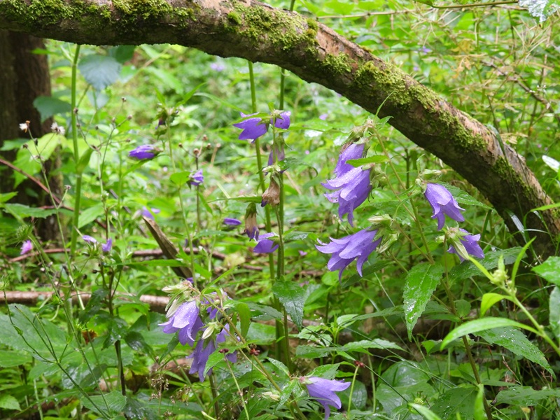 Raabursprung quer (15)