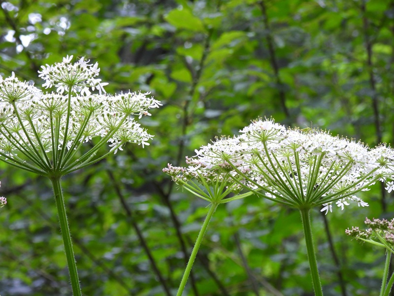 Raabursprung quer (16)