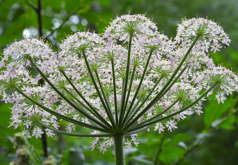 Raabursprung quer (17)