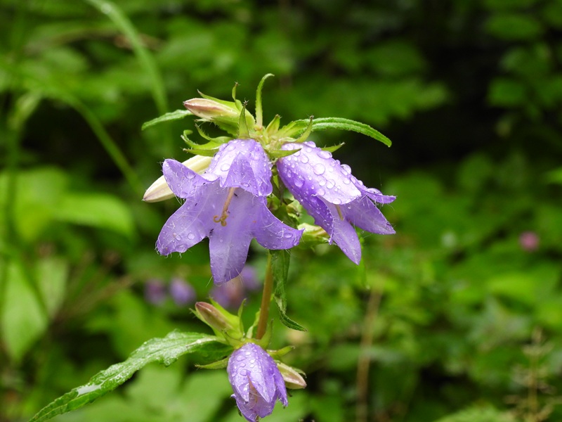 Raabursprung quer (18)