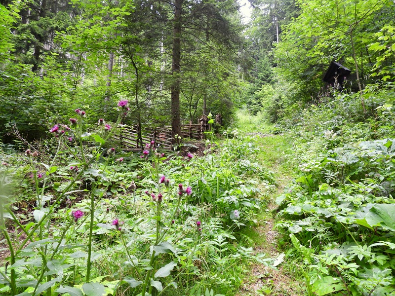 Raabursprung quer (19)