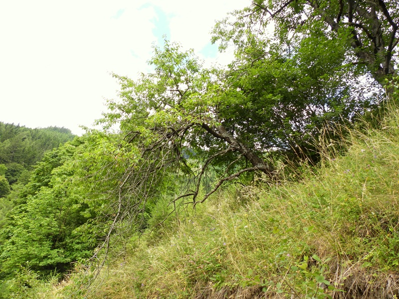 Raabursprung quer (23)