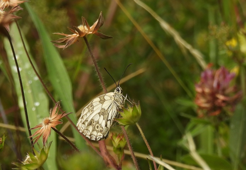 Raabursprung quer (24)