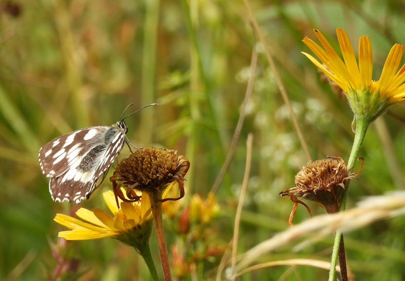 Raabursprung quer (26)