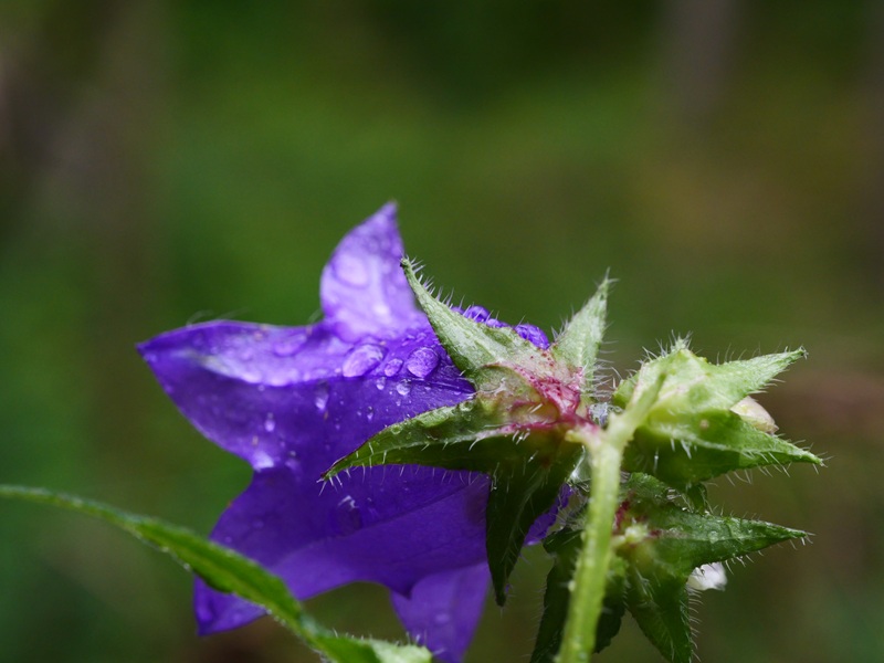 Raabursprung quer (32)