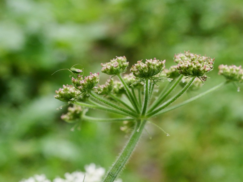 Raabursprung quer (34)