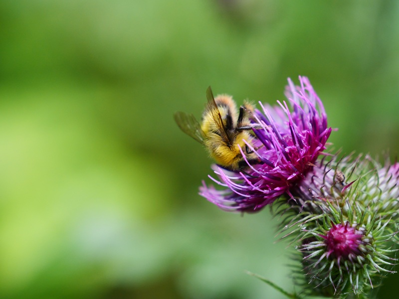 Raabursprung quer (36)