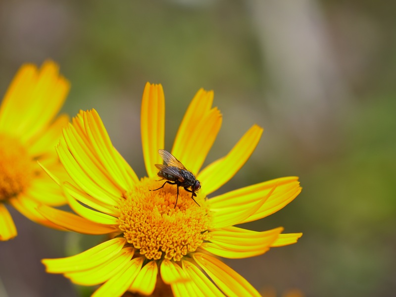 Raabursprung quer (4)