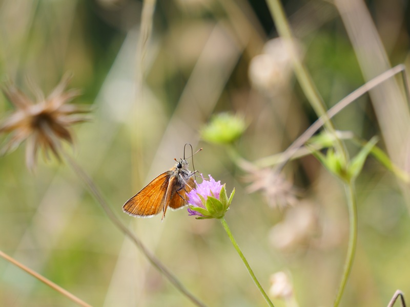 Raabursprung quer (5)