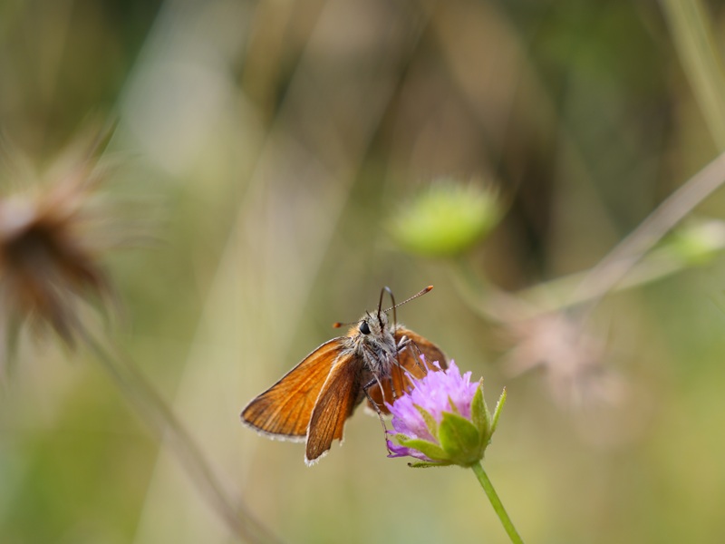 Raabursprung quer (6)