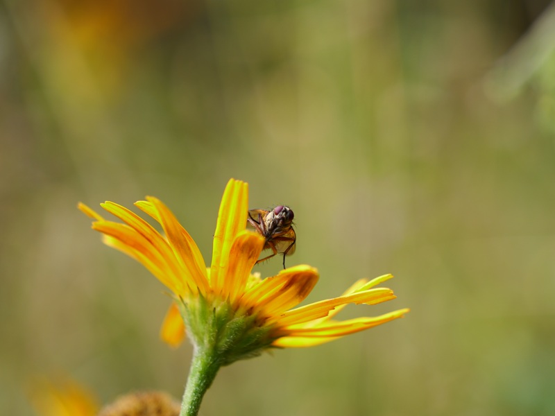 Raabursprung quer (7)