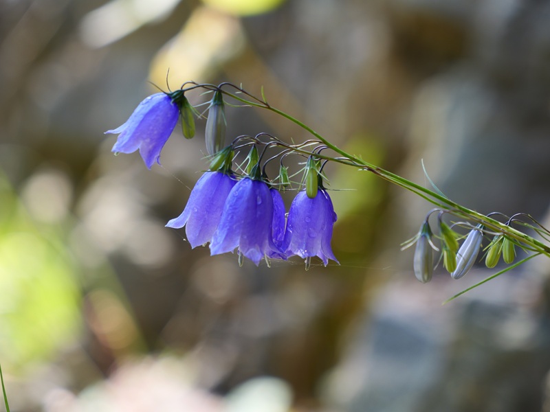 Raabursprung quer (9)