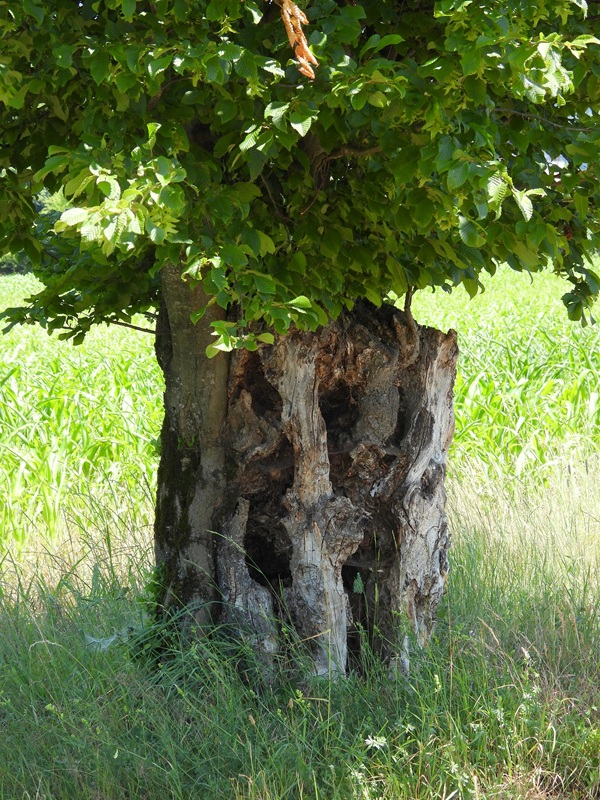 Pöllauberg hoch (8)