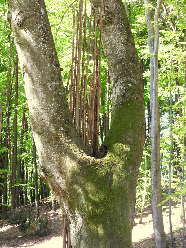 Bahnwanderweg hoch (3)
