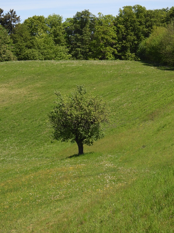 Bahnwanderweg hoch (5)