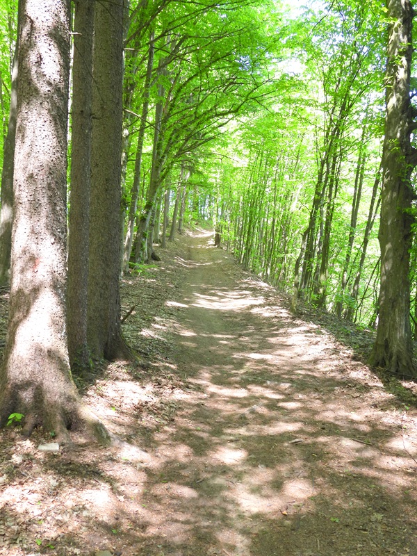 Bahnwanderweg hoch (6)