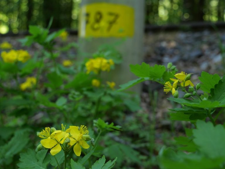 Bahnwanderweg quer (5)
