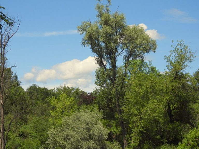 Donnersdorf quer (11)