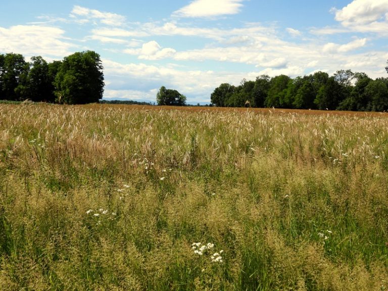 Donnersdorf quer (13)