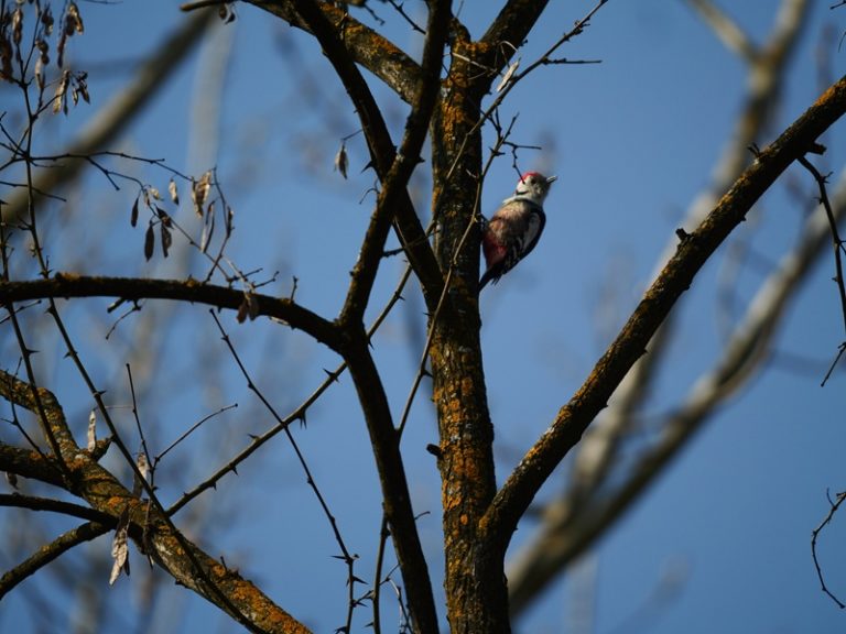 Donnersdorf quer (23)