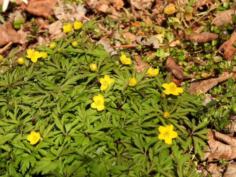 Donnersdorf quer (29)