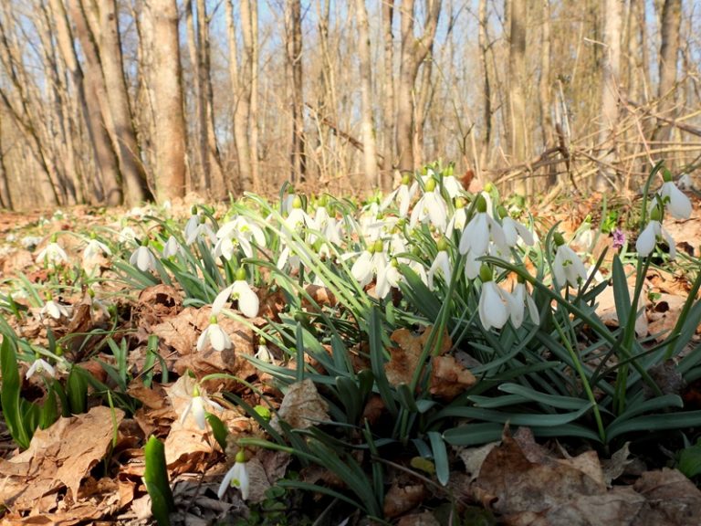 Donnersdorf quer (30)