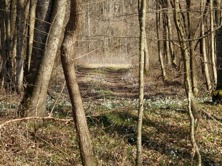 Donnersdorf quer (33)