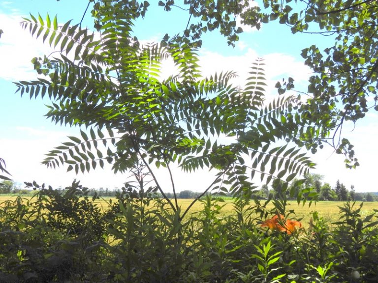 Donnersdorf quer (9)